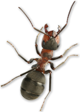 climb_ant_small.png